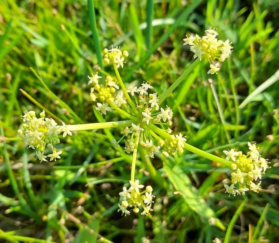 Hydrocotyle bonariensis 2