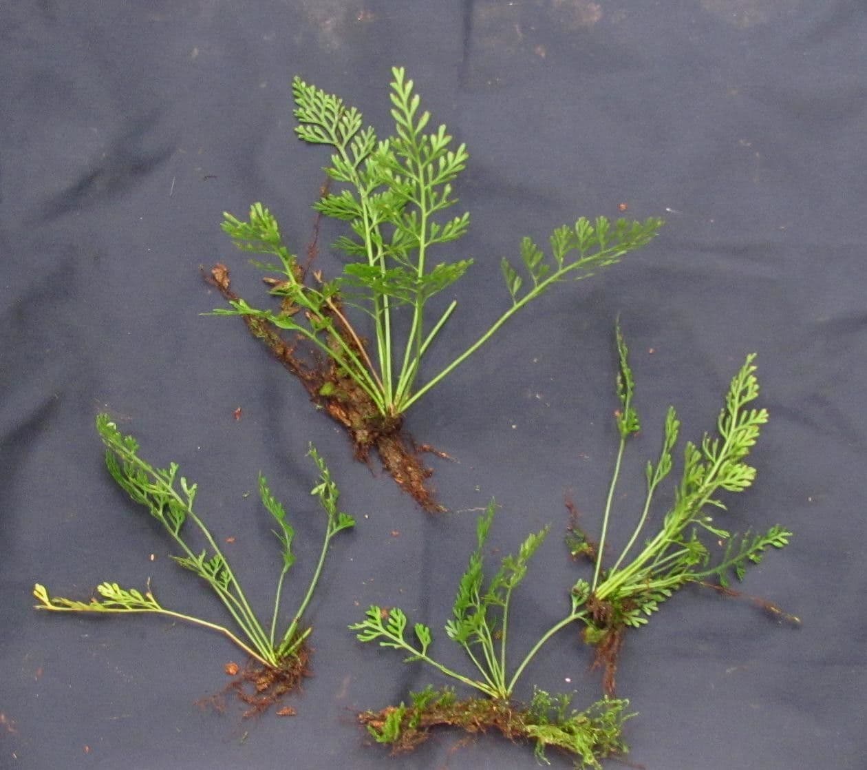Asplenium 2