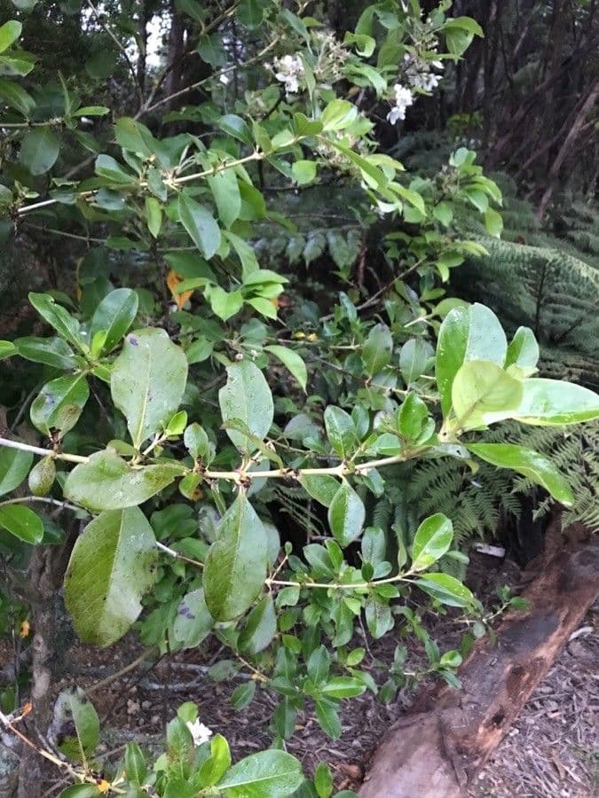 Coprosma robusta 2