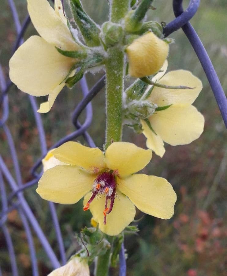 Verbasco blattaria 9