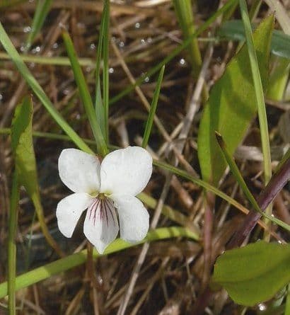 Viola lanceolata 10