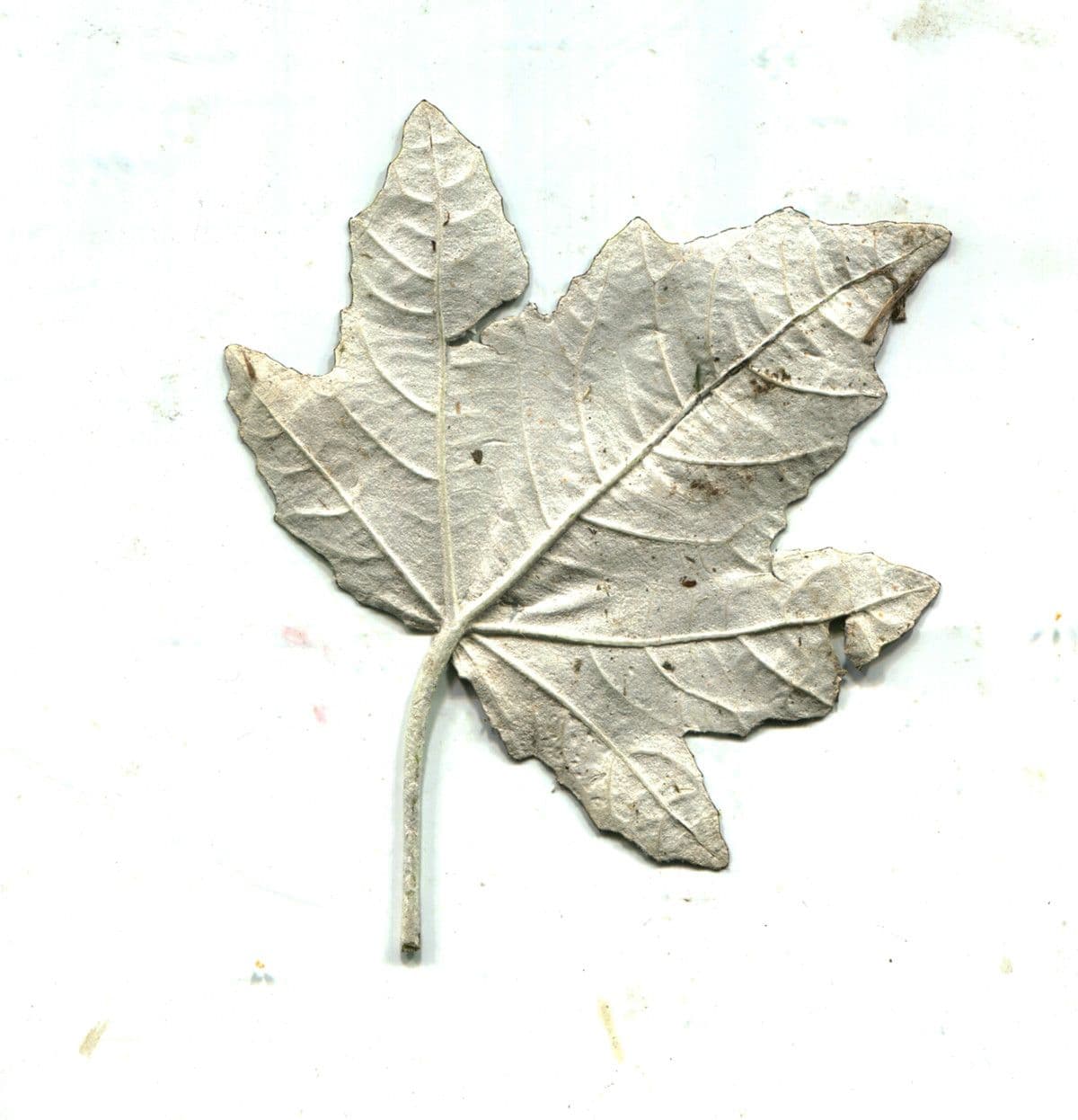 Silberpappel 29