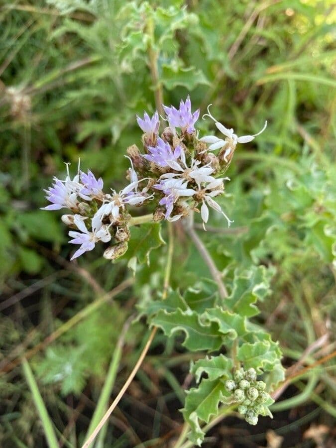 Baccharoides 3