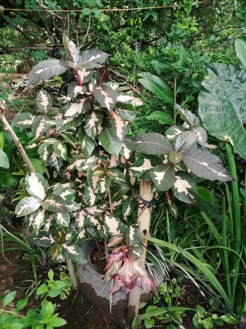 Graptophyllum pictum 14