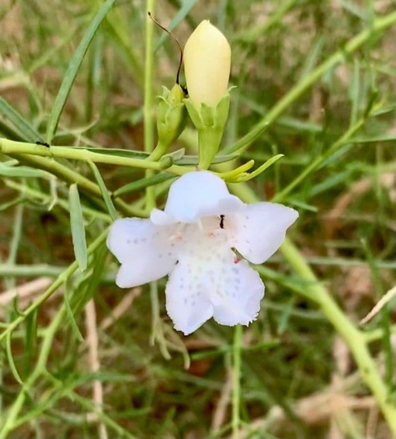 Eremophila bignoniifolia 2