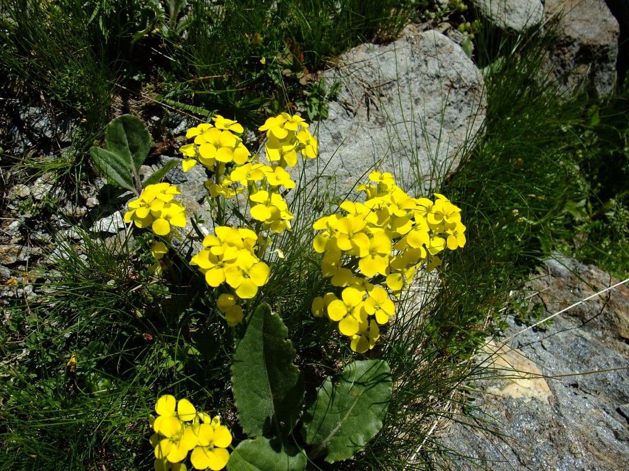 Erysimum rhaeticum 13