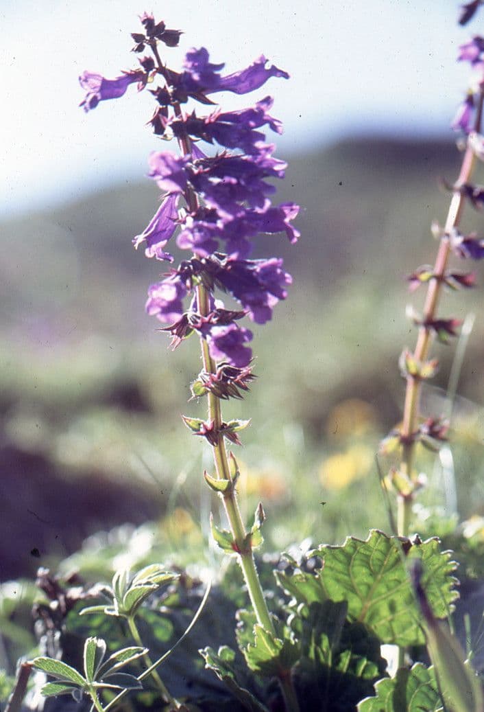 Hormino pirenaico 10