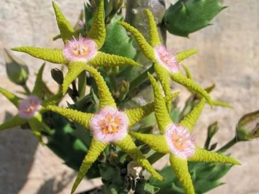 Stapelia 3