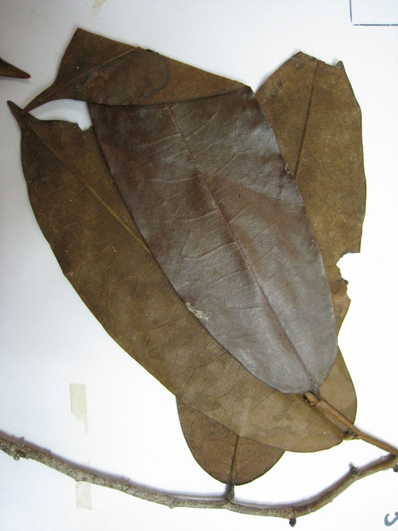 Xylopia 9