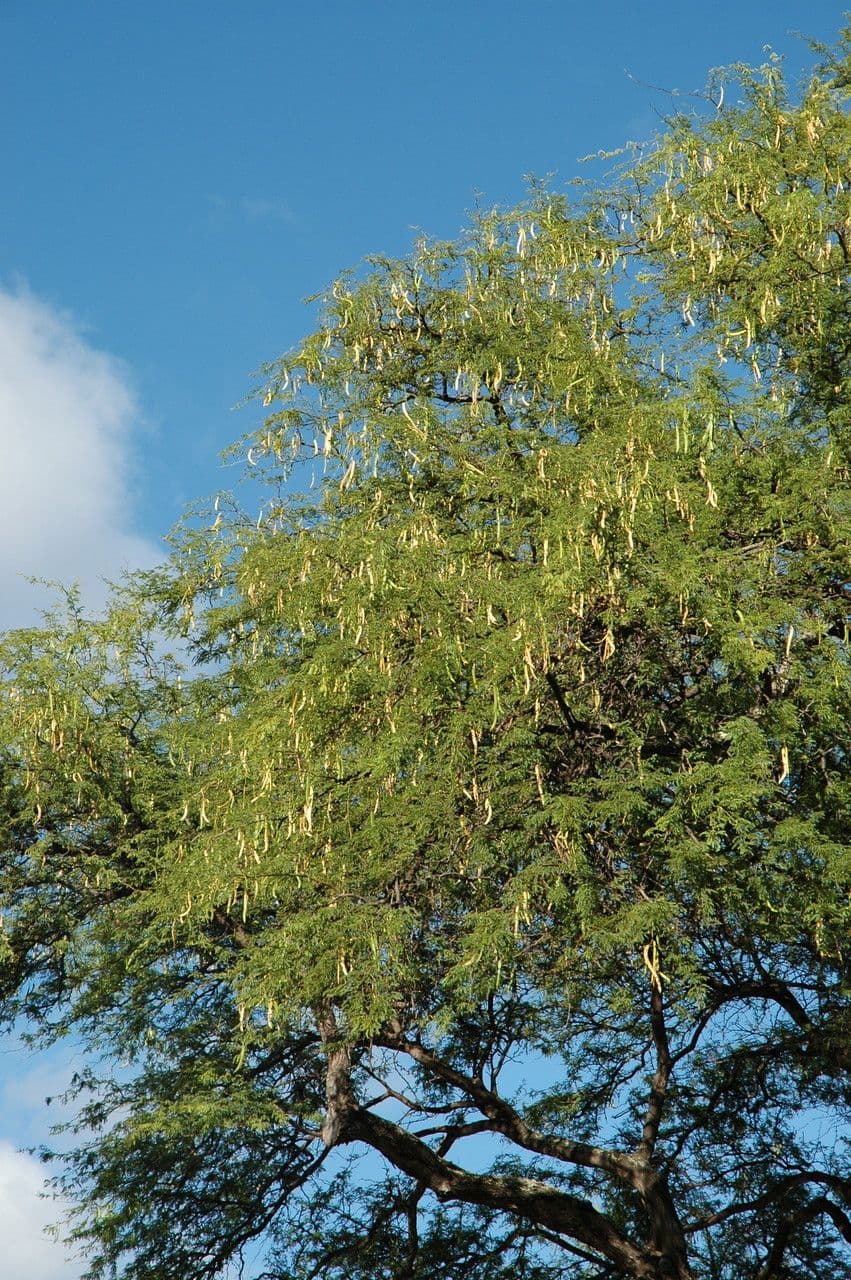 Prosopis 5