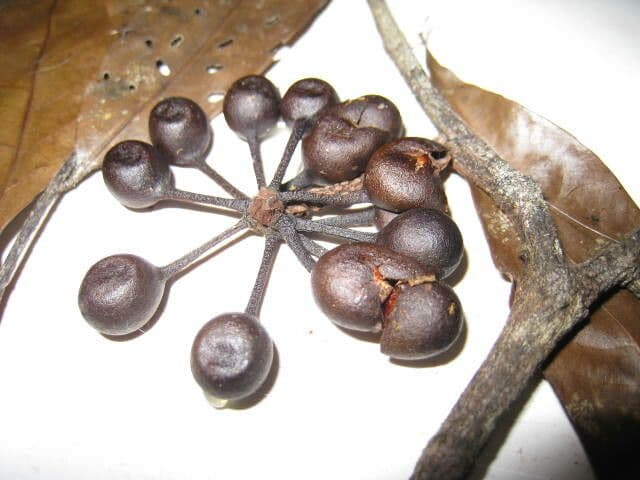 Unonopsis