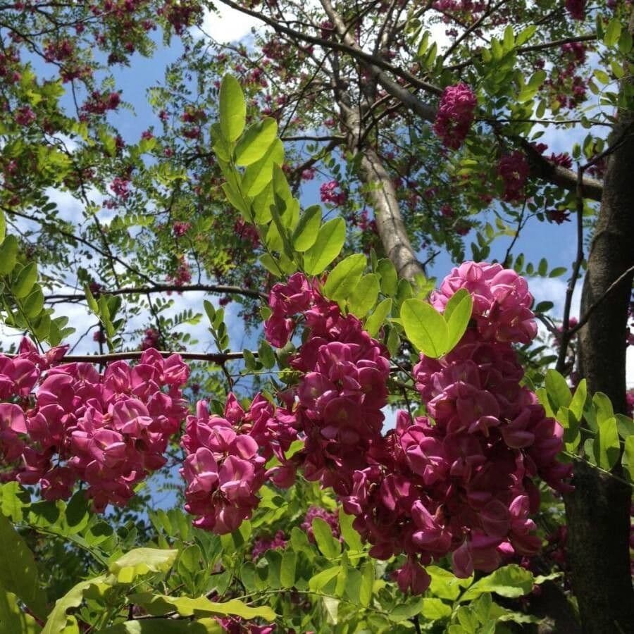 Robinia ispida 15