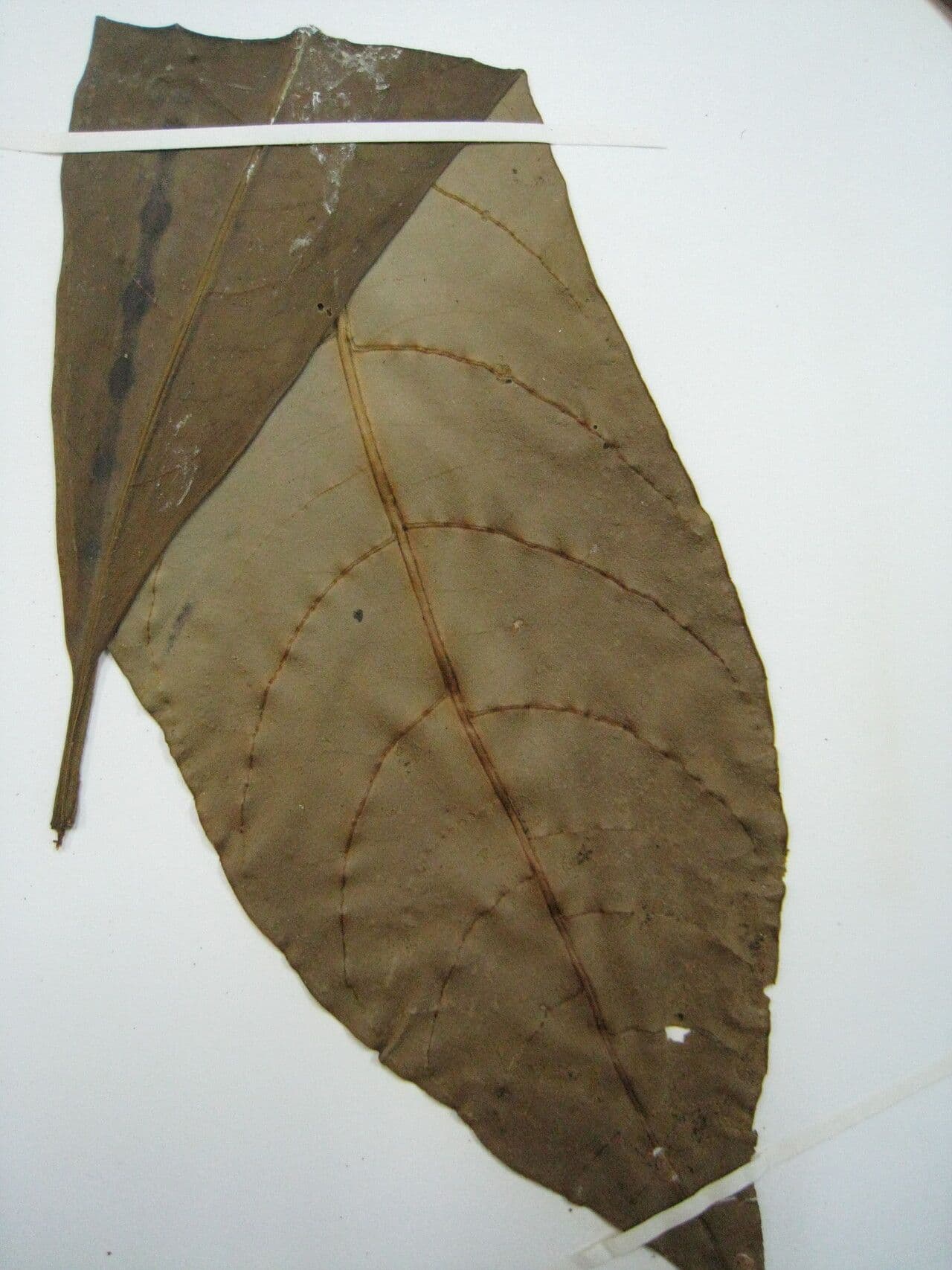 Rauvolfia 5
