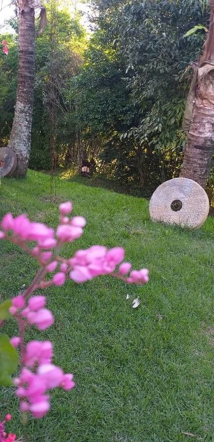 Antigonon leptopus 22