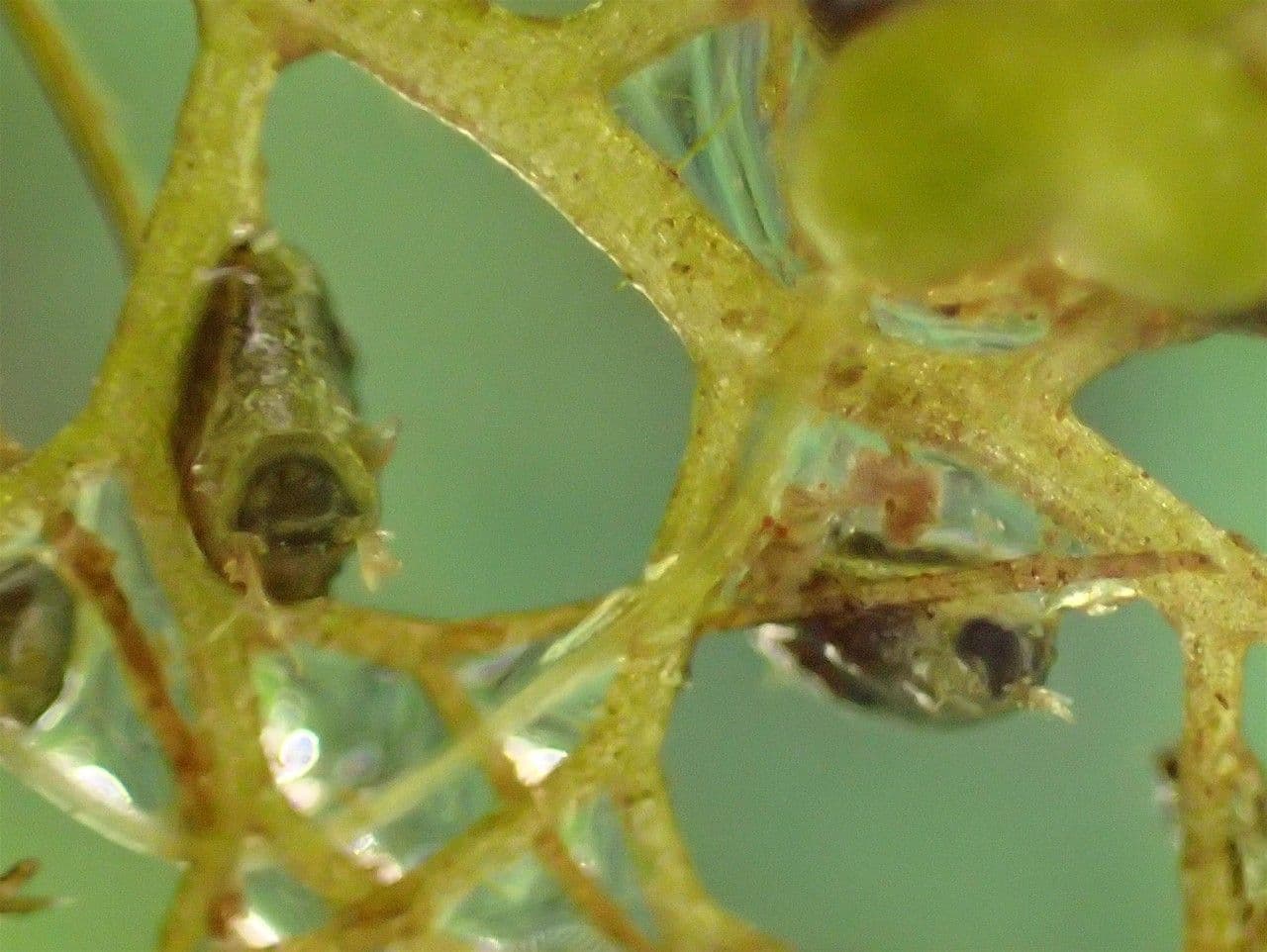Erba vescica 22