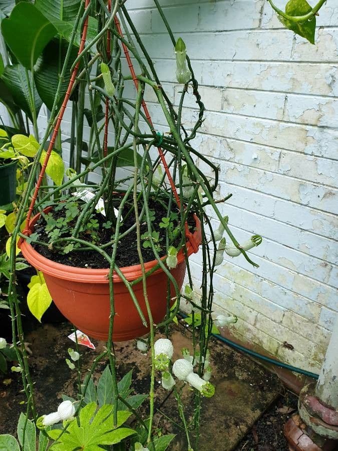 Ceropegia 8