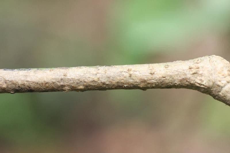Brosimum rubescens 13