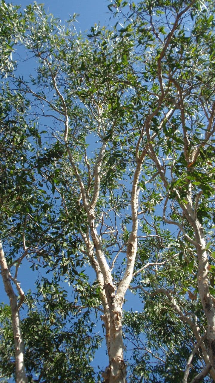 Melaleuca bianca 5