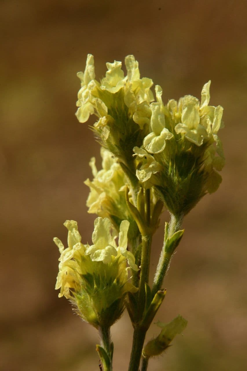 Sideritis hyssopifolia 21
