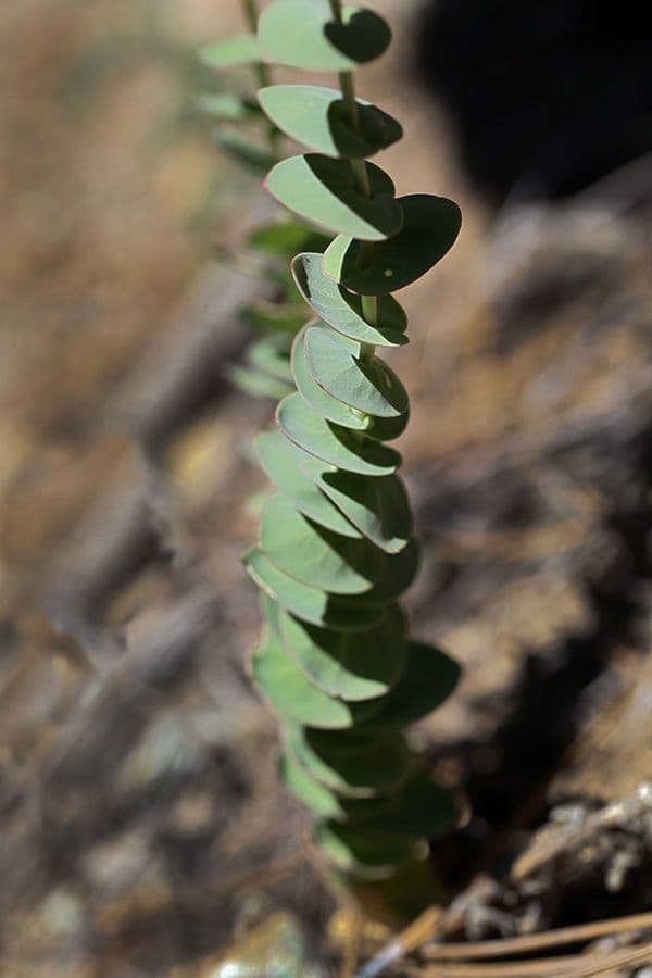Streptanthus 8