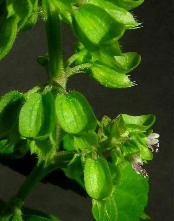 Basilico minore 2