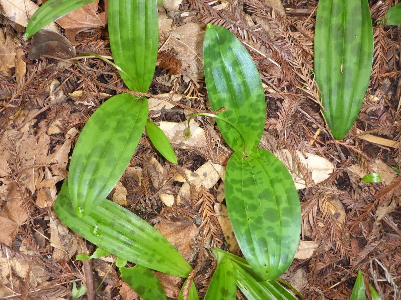 Scoliopus 8