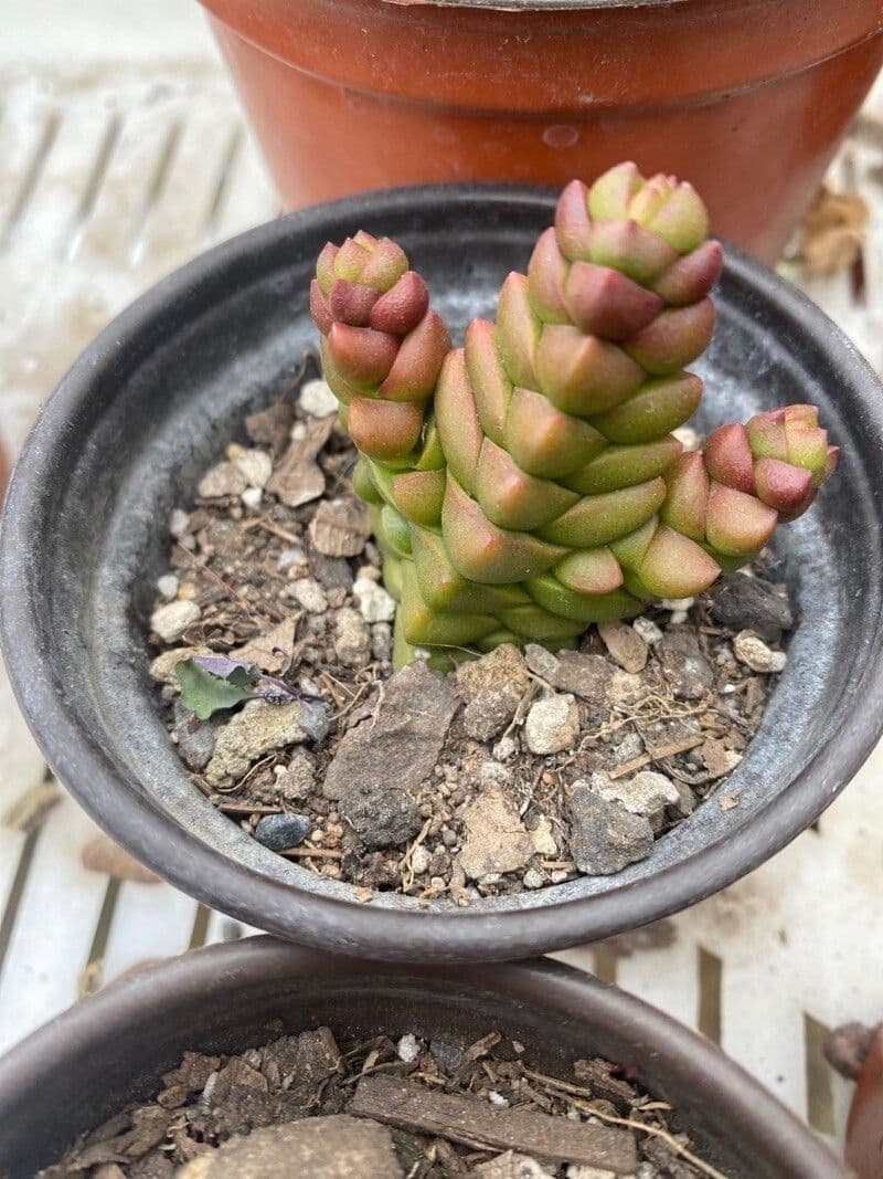 Crassula
