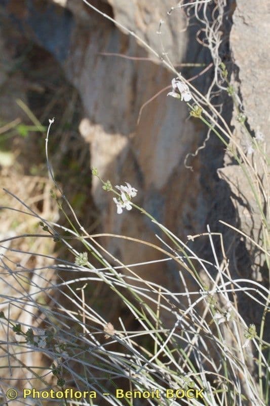 Sideritis 6