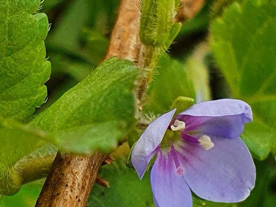 Veronica abissina