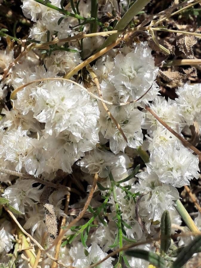 Paronychia capitata 6
