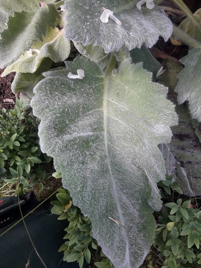 Salvia argentea 17