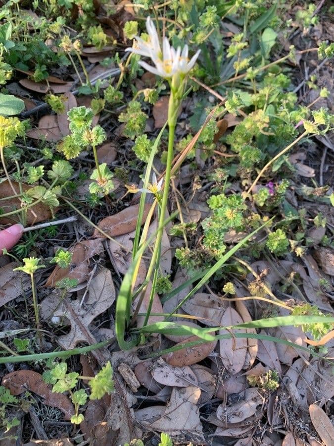 Nothoscordum bivalve 14