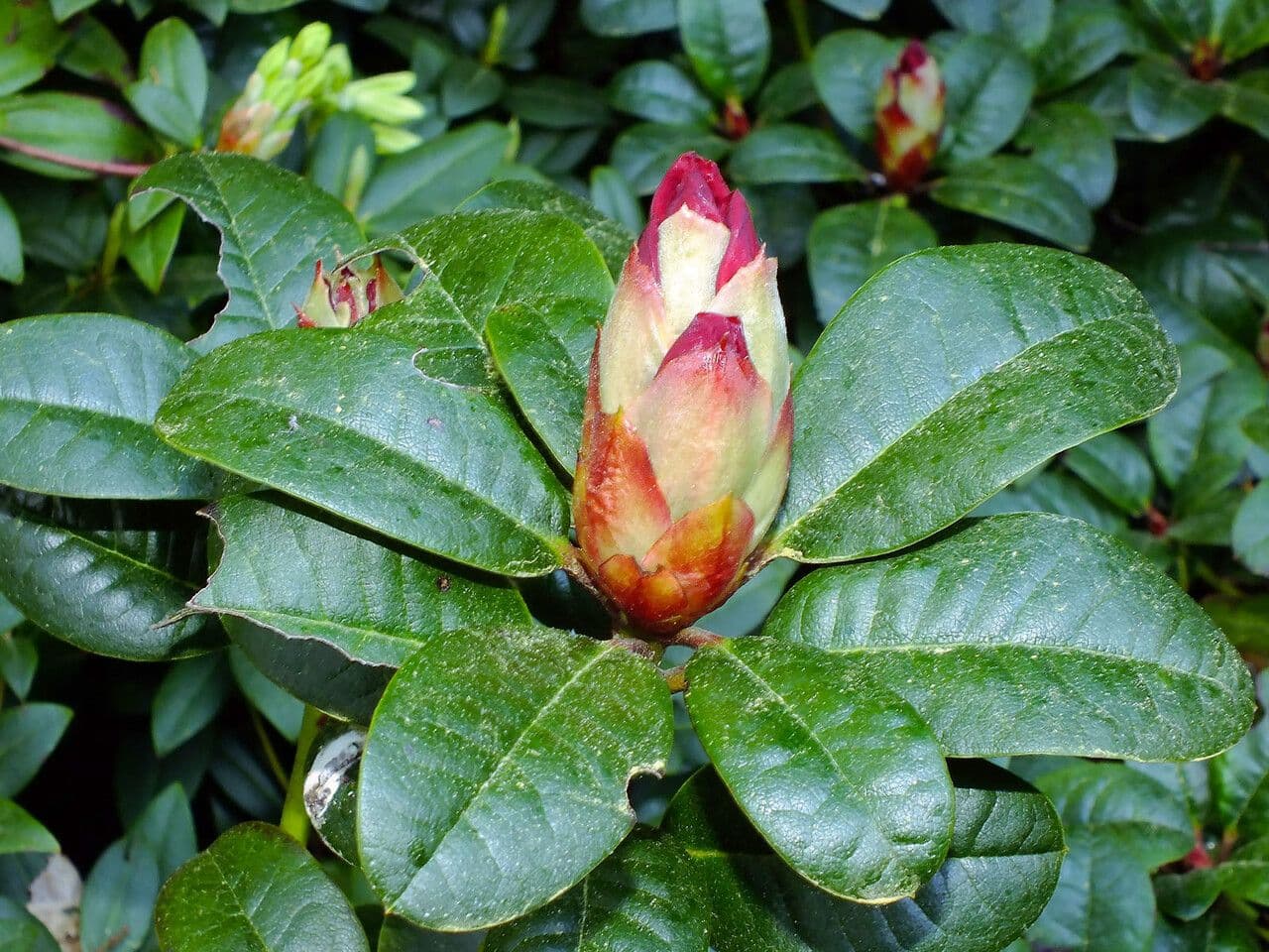 Rododendro dorato 4