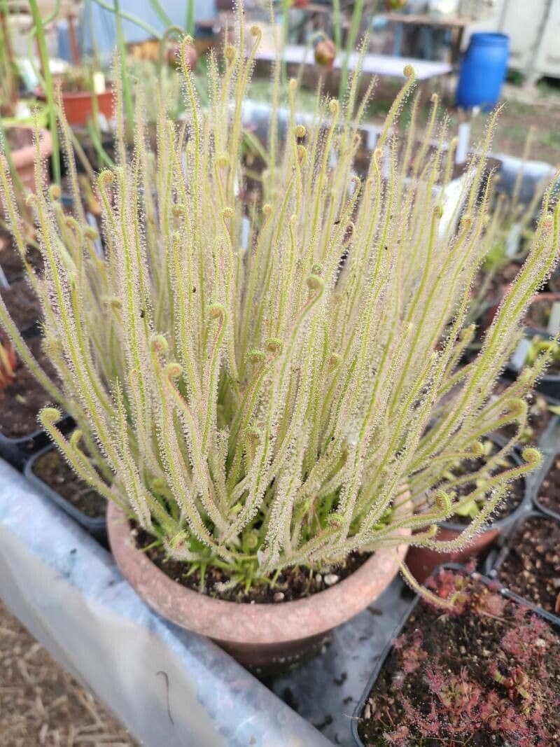 Threadleaf sundew 12