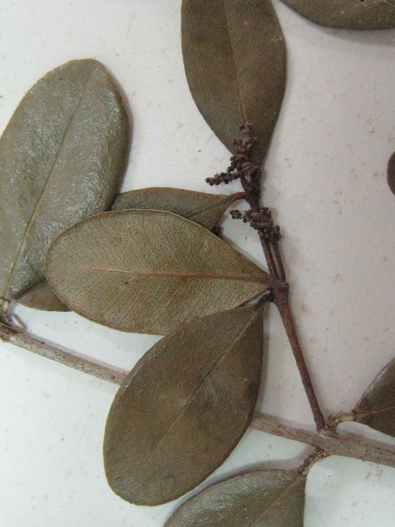 Myrcia 3