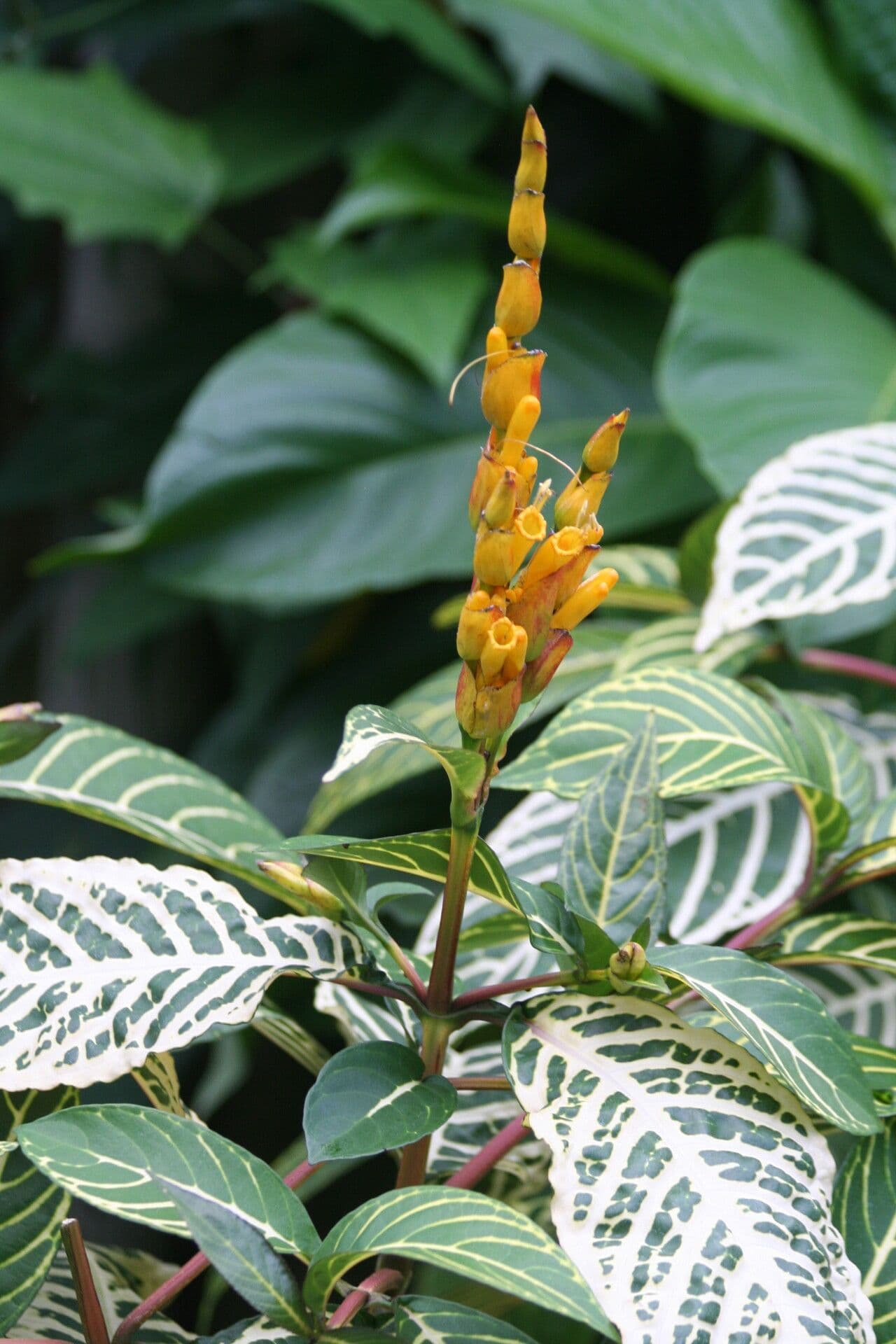 Sanchezia oblonga