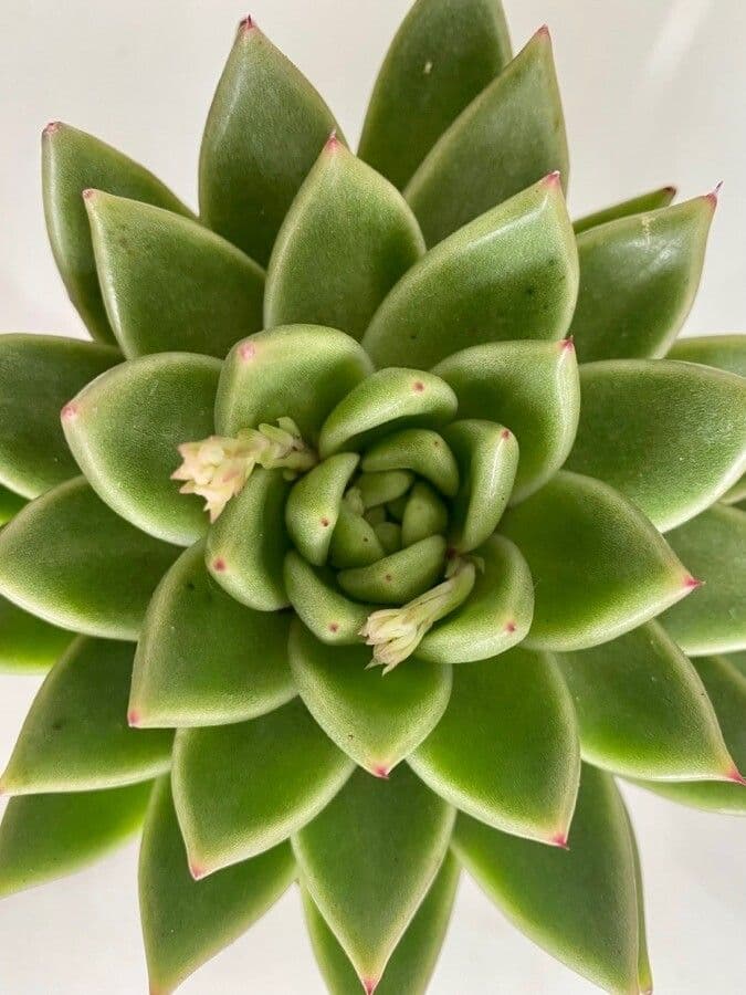 Echeveria 16