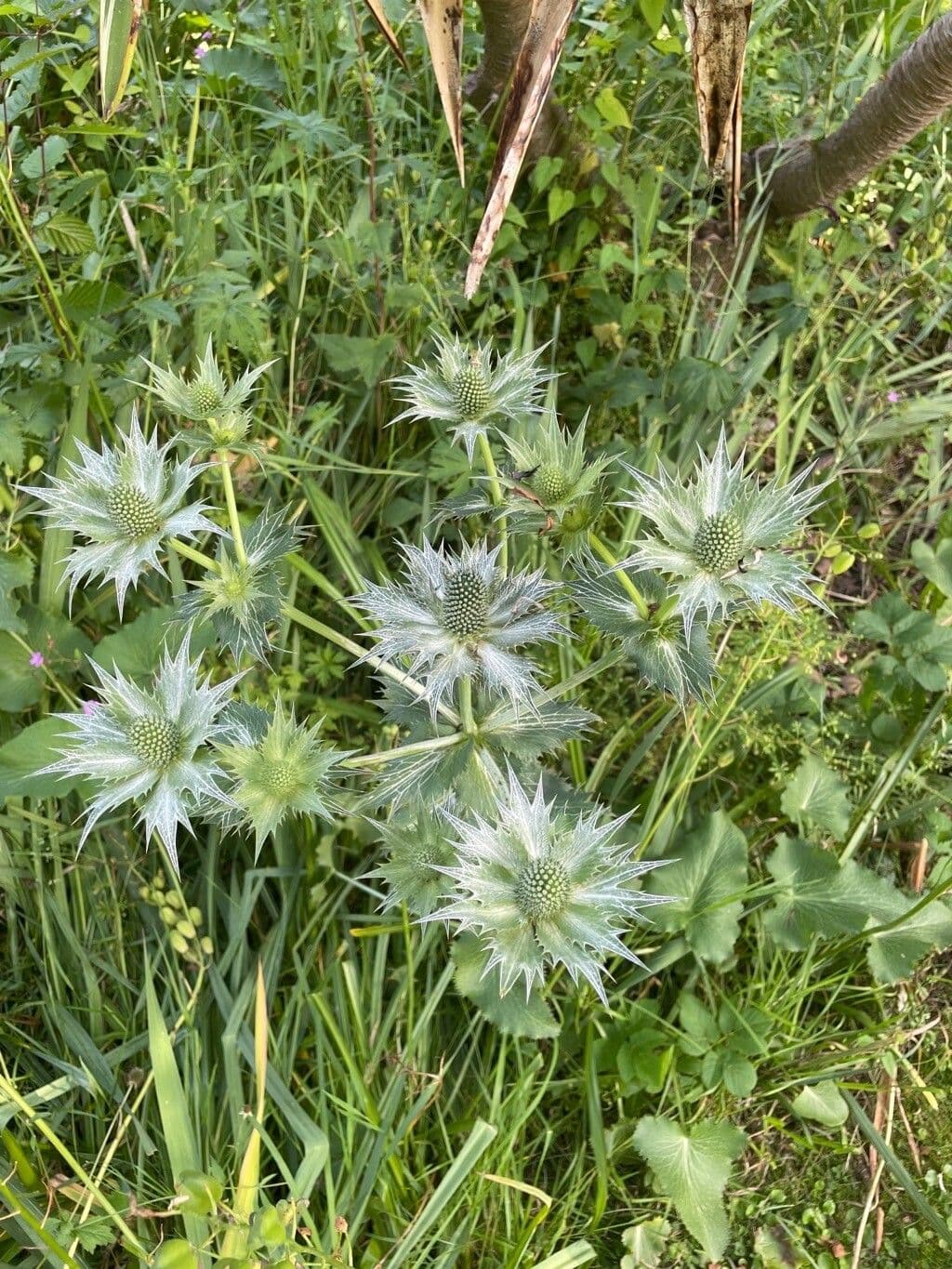 Panicaut géant 14
