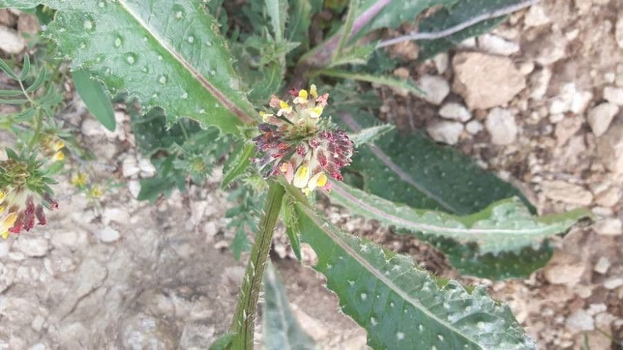 Weißgefleckte Distel 22