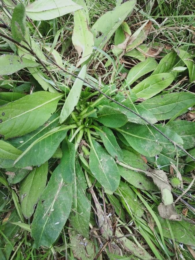 Succisa 20
