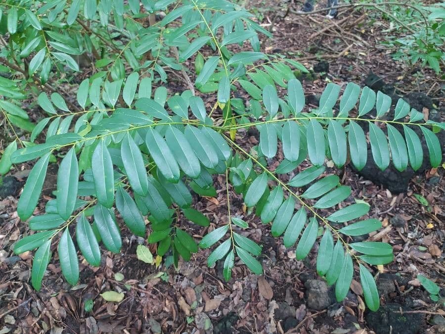 Simaruba amara 14