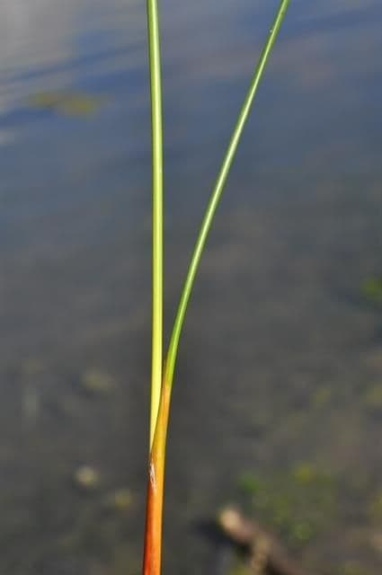 Junco marítimo 25