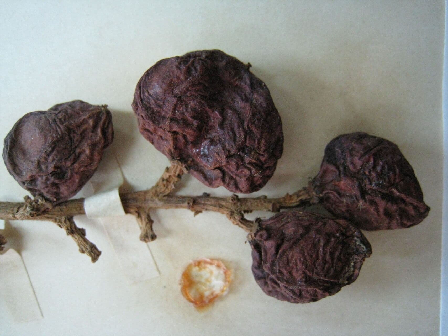 Trattinnickia 4