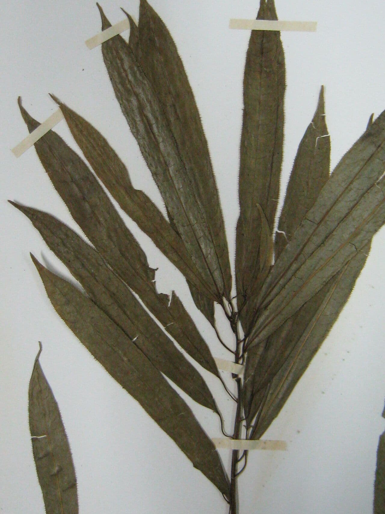 Sapium 4