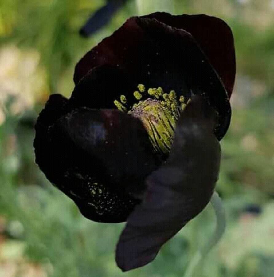 Großmäuliger Mohn 2