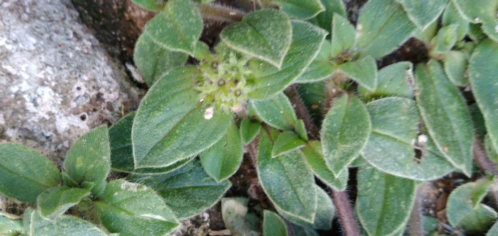 Richardia scabra 14