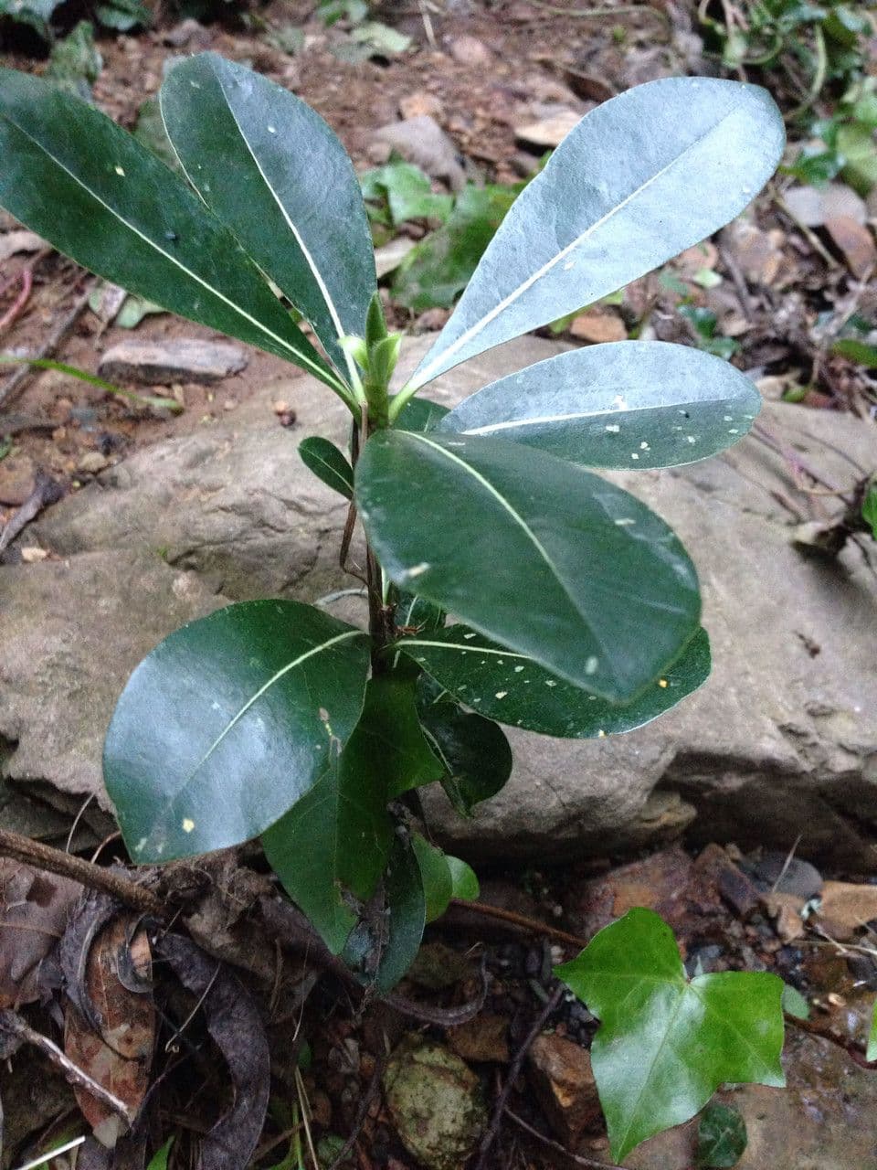 Arbutus menziesii 12
