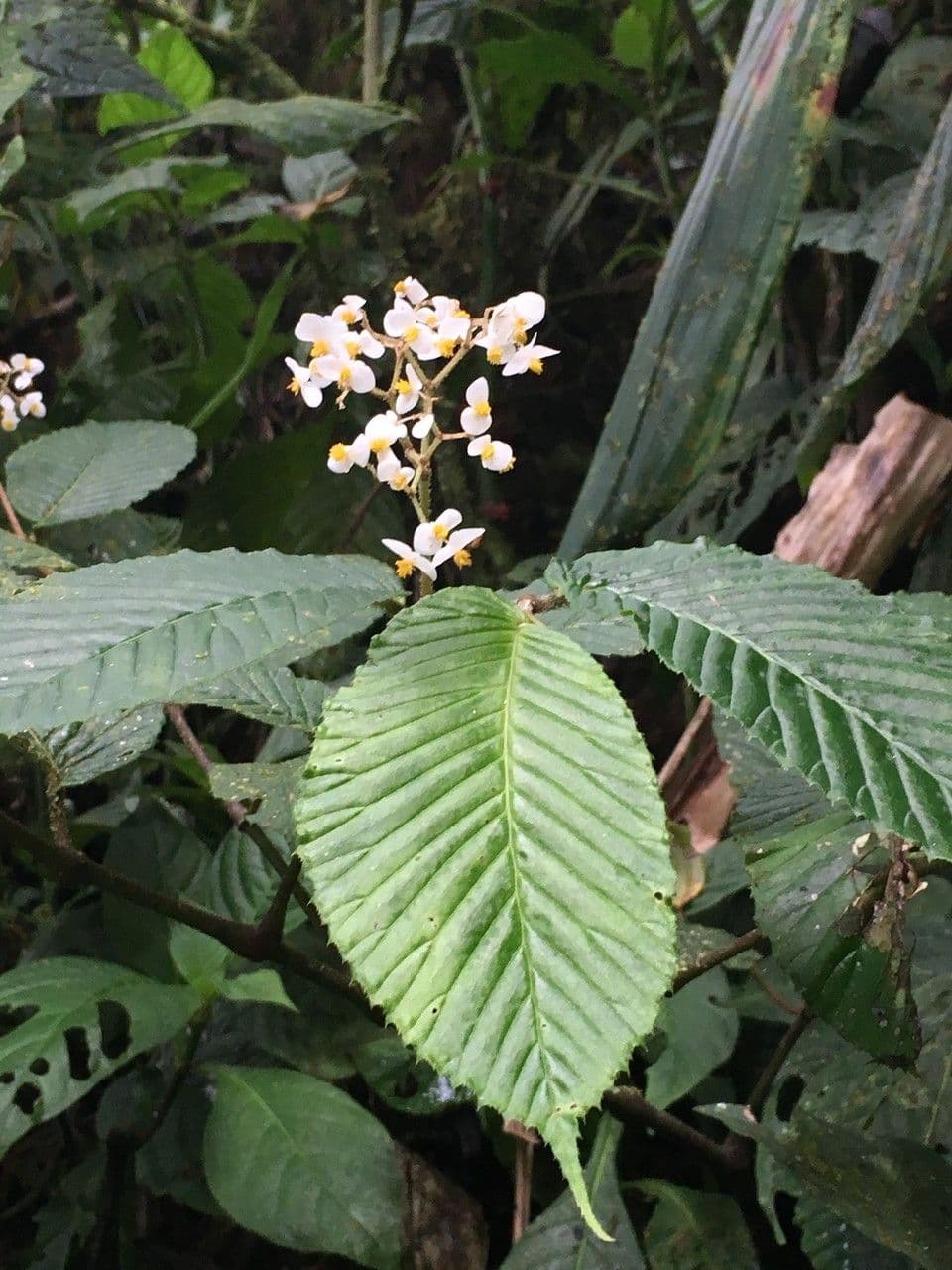 Begonia 9