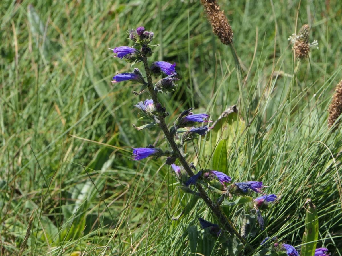 Echium rosulatum 9