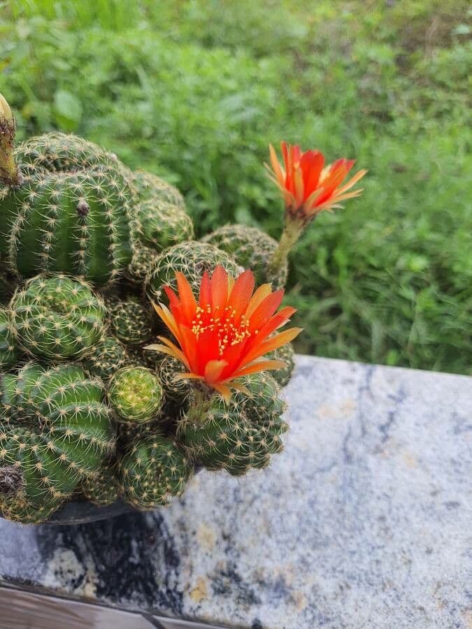 Lobivia arachnacantha 5